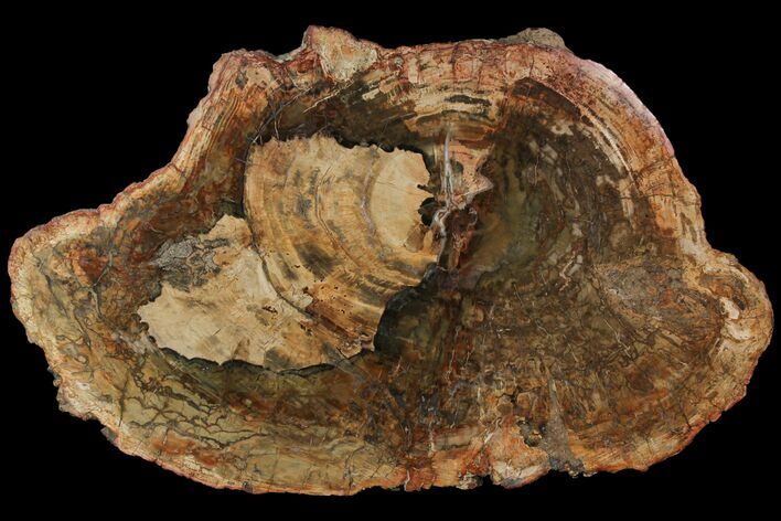 Petrified Wood (Araucaria) Slab - Madagascar #118533